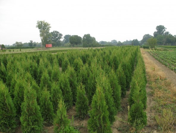 Thuja occ. Columna